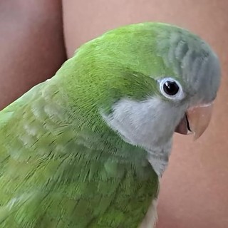 Albenga, ritrovato dai Carabinieri Cites un esemplare di Parrocchetto: cercasi proprietario