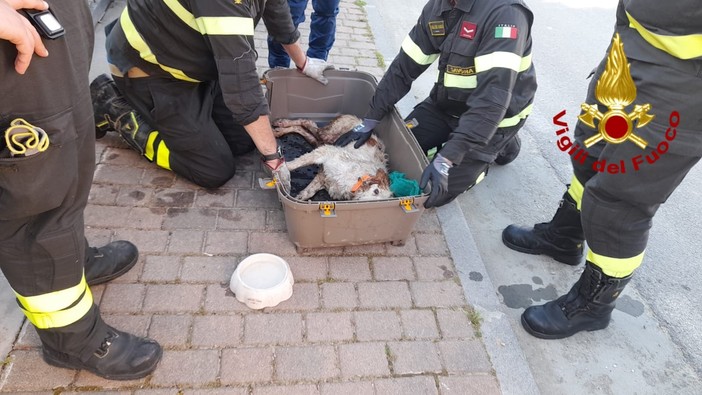Cane in difficoltà a Borghetto S. Spirito: soccorsi mobilitati Cane in difficoltà a Borghetto S. Spirito: soccorsi mobilitati