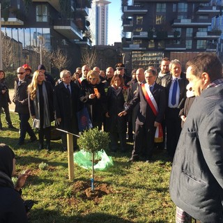Milano, piantato un piccolo ulivo per la pace