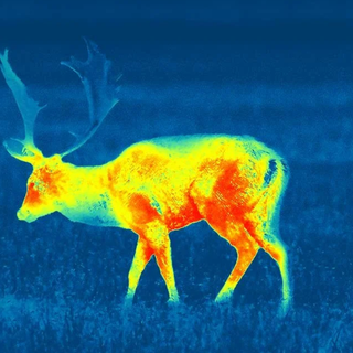 Caccia, le associazioni: "Ritirare la proposta di legge Bruzzone, è incostituzionale e contraria alle norme europee"