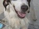 Appello della Protezione Animali savonese per trovare una nuova famiglia ad un cane, ospite nel rifugio dell’associazione di Cadibona Appello della Protezione Animali savonese per trovare una nuova famiglia ad un cane, ospite nel rifugio dell’associazione di Cadibona