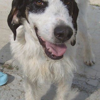 Appello della Protezione Animali savonese per trovare una nuova famiglia ad un cane, ospite nel rifugio dell’associazione di Cadibona