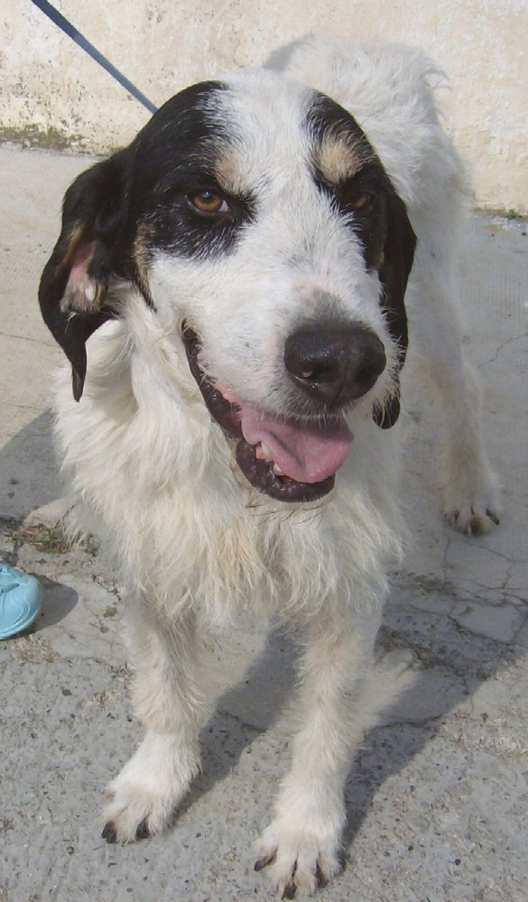Appello della Protezione Animali savonese per trovare una nuova famiglia ad un cane, ospite nel rifugio dell’associazione di Cadibona
