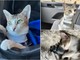 Calice Ligure, smarrita Kacang: appello per ritrovare la gattina scomparsa