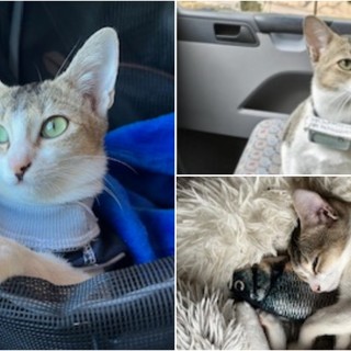 Calice Ligure, smarrita Kacang: appello per ritrovare la gattina scomparsa