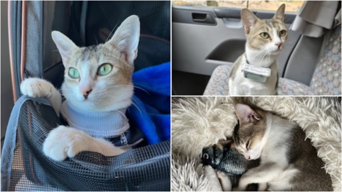 Calice Ligure, smarrita Kacang: appello per ritrovare la gattina scomparsa Calice Ligure, smarrita Kacang: appello per ritrovare la gattina scomparsa