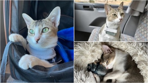 Calice Ligure, smarrita Kacang: appello per ritrovare la gattina scomparsa Calice Ligure, smarrita Kacang: appello per ritrovare la gattina scomparsa