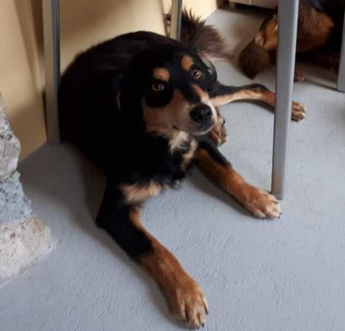 Lino cane smarrito a Noli, l'appello della proprietaria Lino cane smarrito a Noli, l'appello della proprietaria