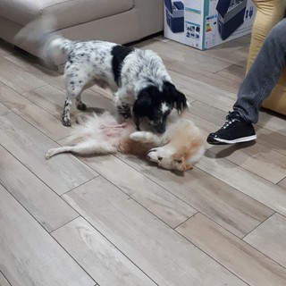 Ad Alassio Leo ha trovato una casa e un compagno di giochi