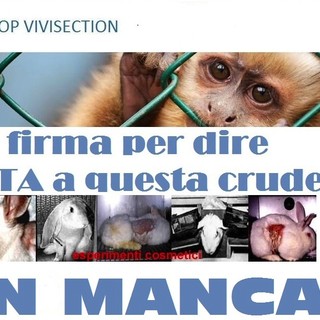 Loano, raccolta firme per dire basta alla vivisezione