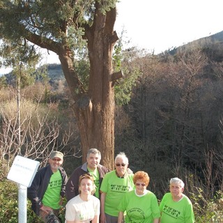 Loano: l’Associazione loanese “Amici del Carmo” ha provveduto alla pulizia del Ginepro monumentale