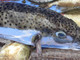 Emergenza Mediterraneo: ecco le specie invasive che minacciano il Mare Nostrum Emergenza Mediterraneo: ecco le specie invasive che minacciano il Mare Nostrum