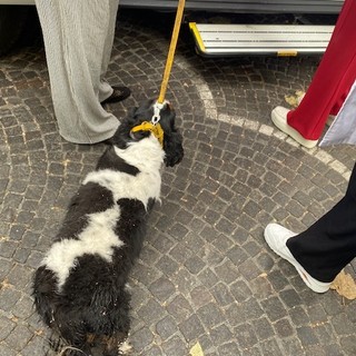 Albenga, lite tra due cani in un bar: madre e figlio finiscono a terra