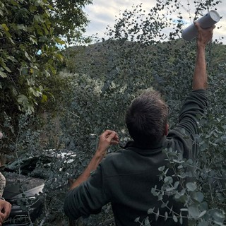 Coldiretti: Eucalyptus ornamentale, primi risultati positivi dalla difesa biologica nel Finalese Coldiretti: Eucalyptus ornamentale, primi risultati positivi dalla difesa biologica nel Finalese