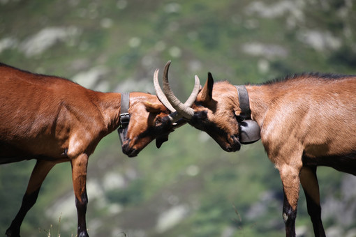 Cairo: Scontro aperto tra Briano e Ligorio