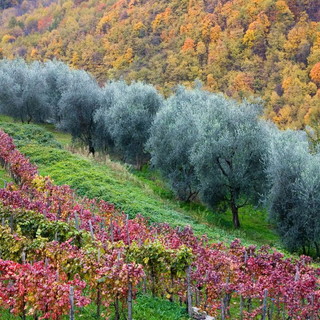 Albenga: i colori e il duro lavoro dei contadini della piana impresso nelle immagini di Luciano Rosso