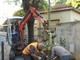 A Loano sostituiti i 19 tigli tagliati in Viale Libia
