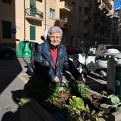 Savona, una fioriera dimenticata adottata da “zia Lilly” diventa una piccola oasi verde