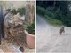 Savona, il lupo Elwood torna nei boschi: a marzo era caduto in un giardino in via Firenze