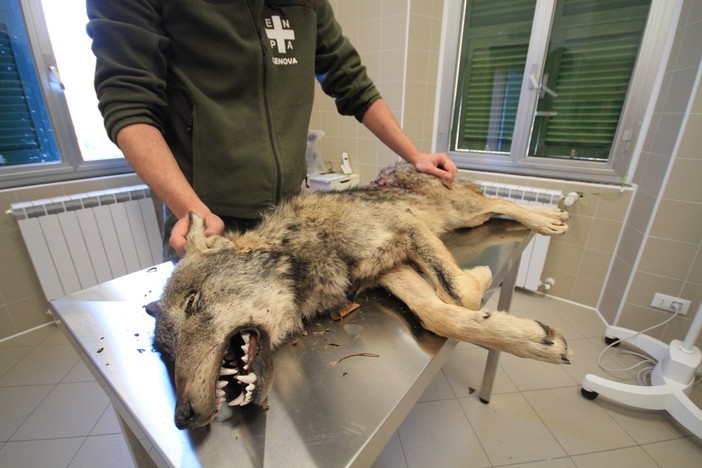 Lupi in Val Bormida, Enpa: "Occorre rendere obbligatoria la difesa delle greggi"