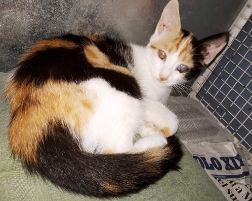 Giovanissima gatta ipovedente cerca famiglia: l'appello dell'Enpa