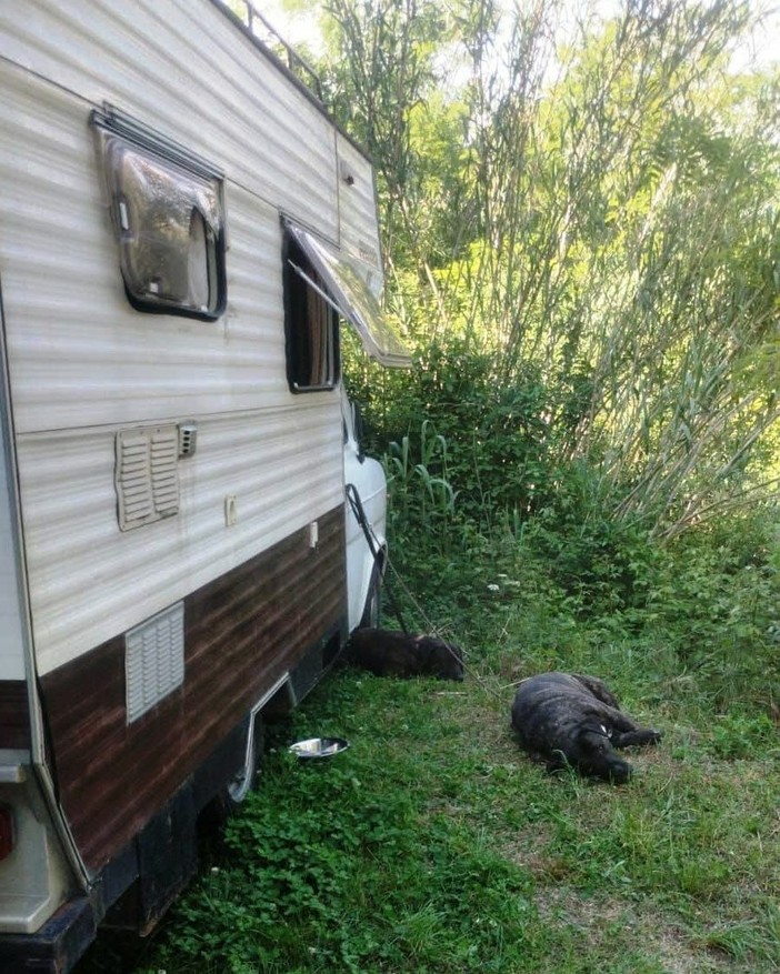 Luigi e i suoi cani senza una sistemazione: fatto sloggiare due volte, ora rischia di finire in strada Luigi e i suoi cani senza una sistemazione: fatto sloggiare due volte, ora rischia di finire in strada