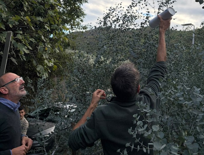 Coldiretti: Eucalyptus ornamentale, primi risultati positivi dalla difesa biologica nel Finalese