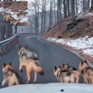 La lupa e i cuccioli sulla strada innevata del Melogno: il caso del video che spopola come deepfake