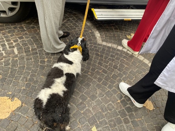 Albenga, lite tra due cani in un bar: madre e figlio finiscono a terra Albenga, lite tra due cani in un bar: madre e figlio finiscono a terra