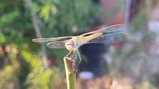 Una passeggiata nella natura alla scoperta dei draghi volanti, le libellule Una passeggiata nella natura alla scoperta dei draghi volanti, le libellule