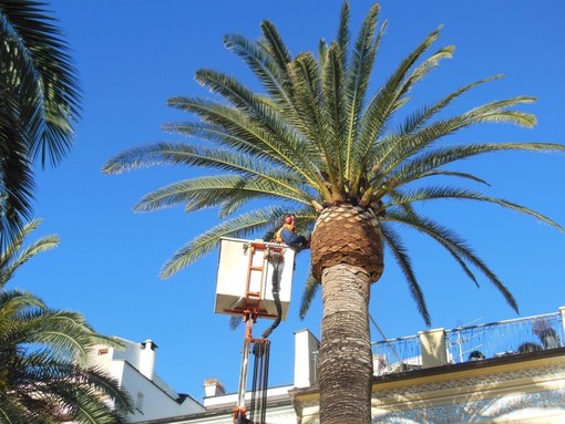 Loano: lavori di abbattimento e smaltimento palme