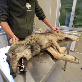 Lupi in Val Bormida, Enpa: "Occorre rendere obbligatoria la difesa delle greggi"