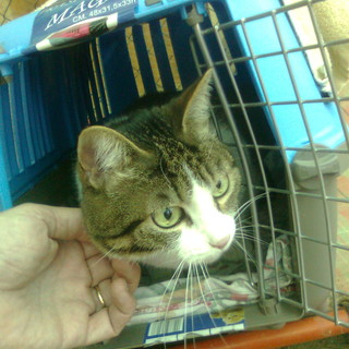 Lilla e Maya gattine maltrattate cercano ora casa!