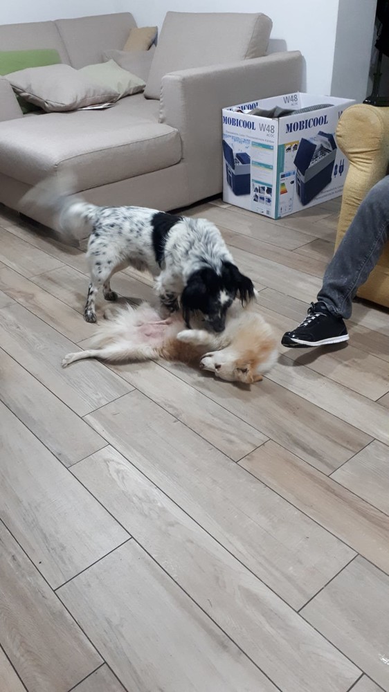 Ad Alassio Leo ha trovato una casa e un compagno di giochi Ad Alassio Leo ha trovato una casa e un compagno di giochi