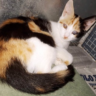 Giovanissima gatta ipovedente cerca famiglia: l'appello dell'Enpa