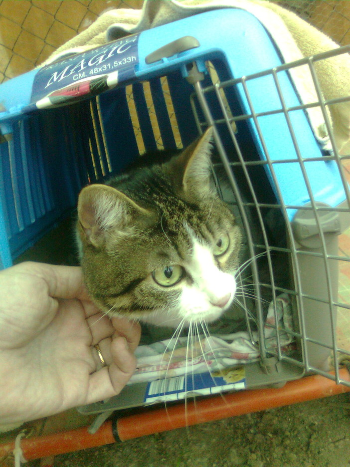 Lilla e Maya gattine maltrattate cercano ora casa!