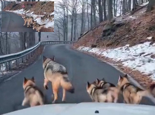 La lupa e i cuccioli sulla strada innevata del Melogno: il caso del video che spopola come deepfake La lupa e i cuccioli sulla strada innevata del Melogno: il caso del video che spopola come deepfake