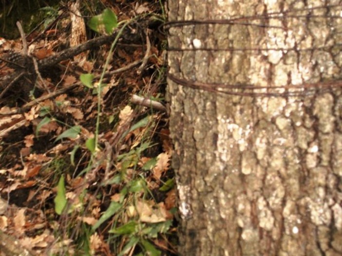 Bracconaggio a Spotorno: trovati nei boschi lacci per la cattura di animali Bracconaggio a Spotorno: trovati nei boschi lacci per la cattura di animali