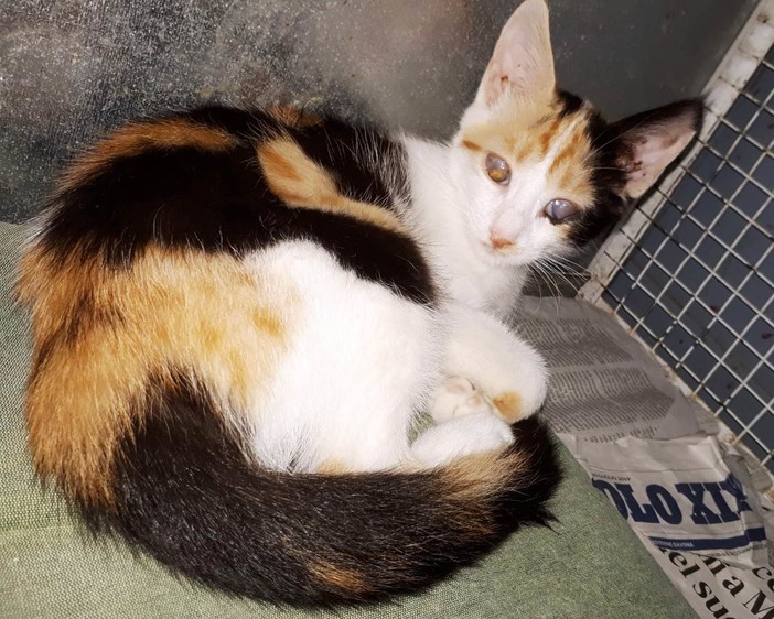 Giovanissima gatta ipovedente cerca famiglia: l'appello dell'Enpa