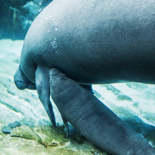 Fiocco rosa all'Acquario di Genova: è nata la cucciola di lamantino
