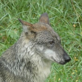 "La vita dei lupi e il loro impatto sull’ecosistema": il 25 maggio ad Albenga incontro con Ugo De Cresi