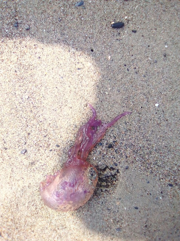 Meduse a Pietra Ligure: un fenomeno improvviso, ma di breve intensità