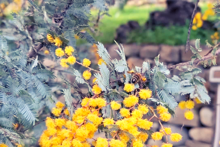 Coldiretti: "Mimosa, simbolo dell’8 marzo, a rischio per il clima impazzito"