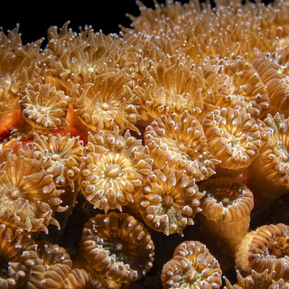Snorkeling con il WWF, in mare per conoscere e proteggere la madrepora cuscino