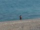 Prende il sole in spiaggia e fa il bagno in mare: multato dalla polizia locale di Loano