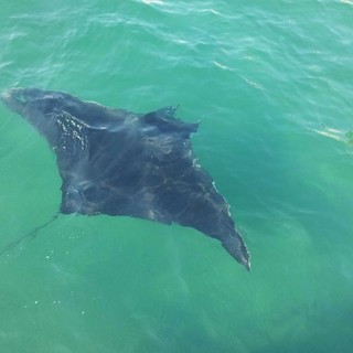 Enpa: auguri alla manta comparsa nel porto di Savona. Ne avrà bisogno