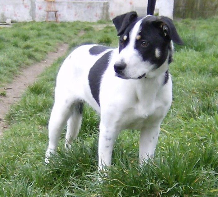 Macchia, cane fantasia Macchia, cane fantasia