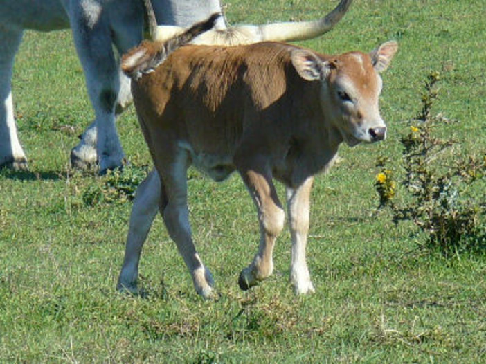 Allevamento, ass. Mai:"Maggiore tracciabilità del latte per tutelare e valorizzare la produzione ligure"