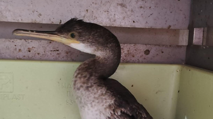 Marangone intrappolato in una rete da pesca in mare: i vigili del fuoco lo salvano e lo affidano a Enpa