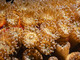 Snorkeling con il WWF, in mare per conoscere e proteggere la madrepora cuscino Snorkeling con il WWF, in mare per conoscere e proteggere la madrepora cuscino